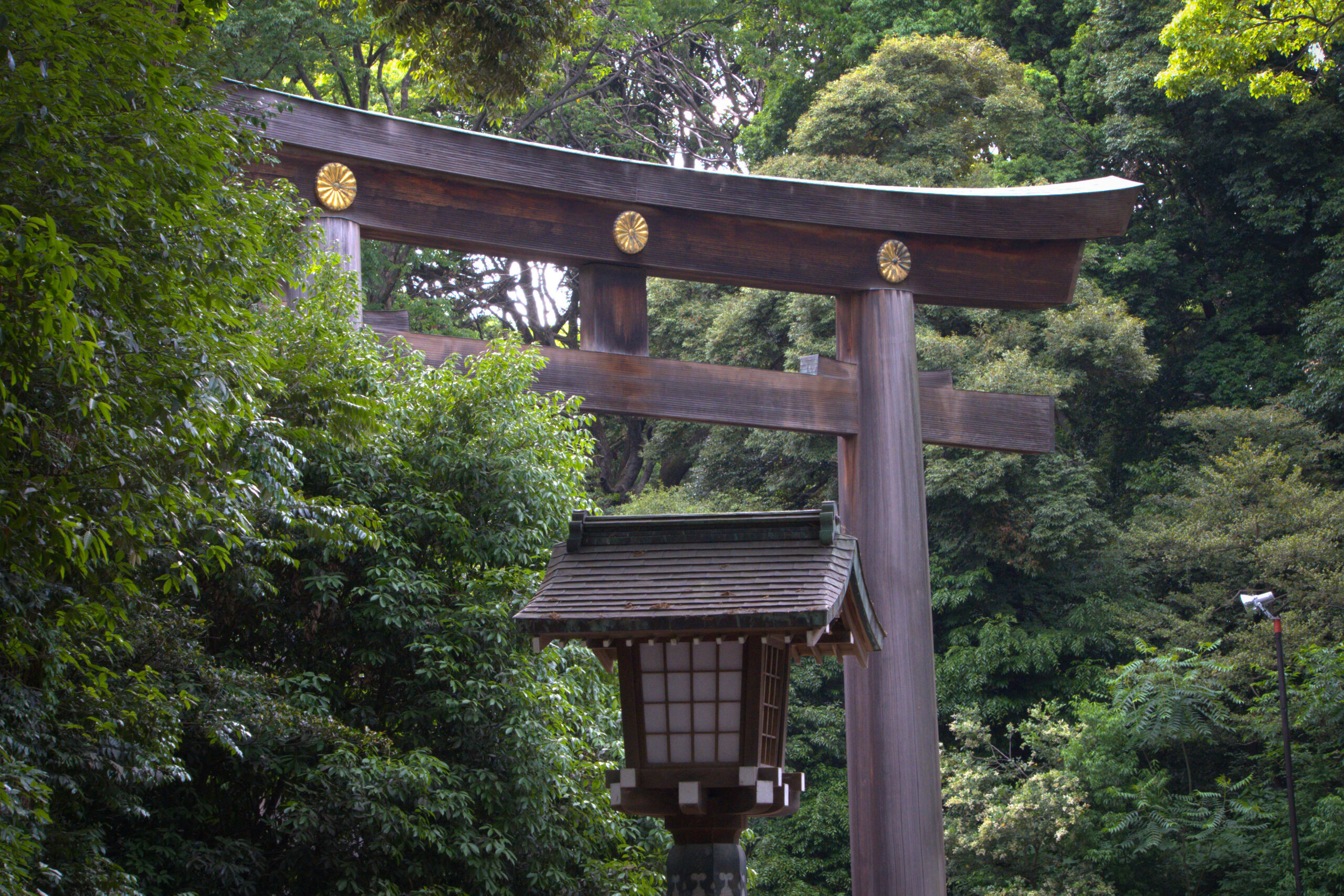 puerta de tori de madera en santuario meiji rodeada de arboles