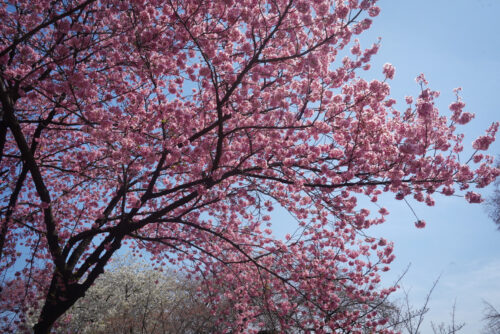 1. Lugares imperdibles de Tokio – Tour Privado de un día (8hs)
